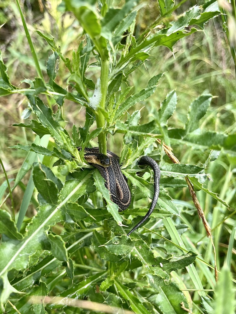 Butler's Garter Snake in June 2024 by Carolyn · iNaturalist