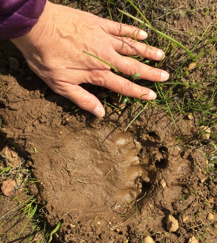 iNaturalist observation photo of American Black Bear