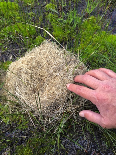 iNaturalist observation photo of Montane Vole