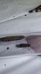 Lichenophanes bicornis