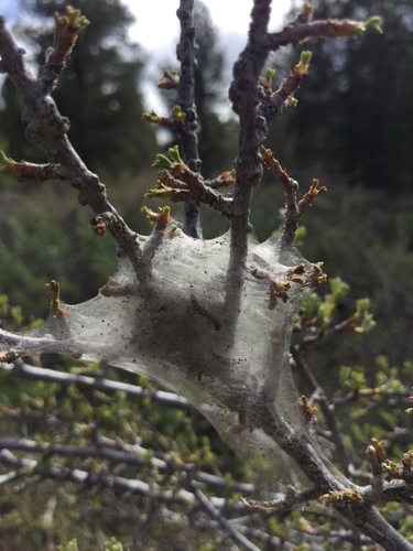 iNaturalist observation photo of Western Tent Caterpillar Moth