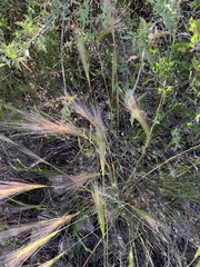 Elymus elymoides brevifolius