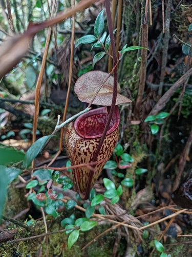 Nepenthes ulukaliana A.S.Rob., Wistuba, Mey, Golos, G.Lim & S.McPherson
