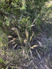 Elymus elymoides brevifolius