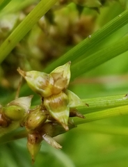 Carex muehlenbergii