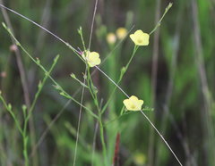 Linum sulcatum