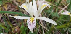 Iris chrysophylla