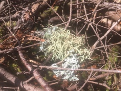 Cladonia arbuscula mitis