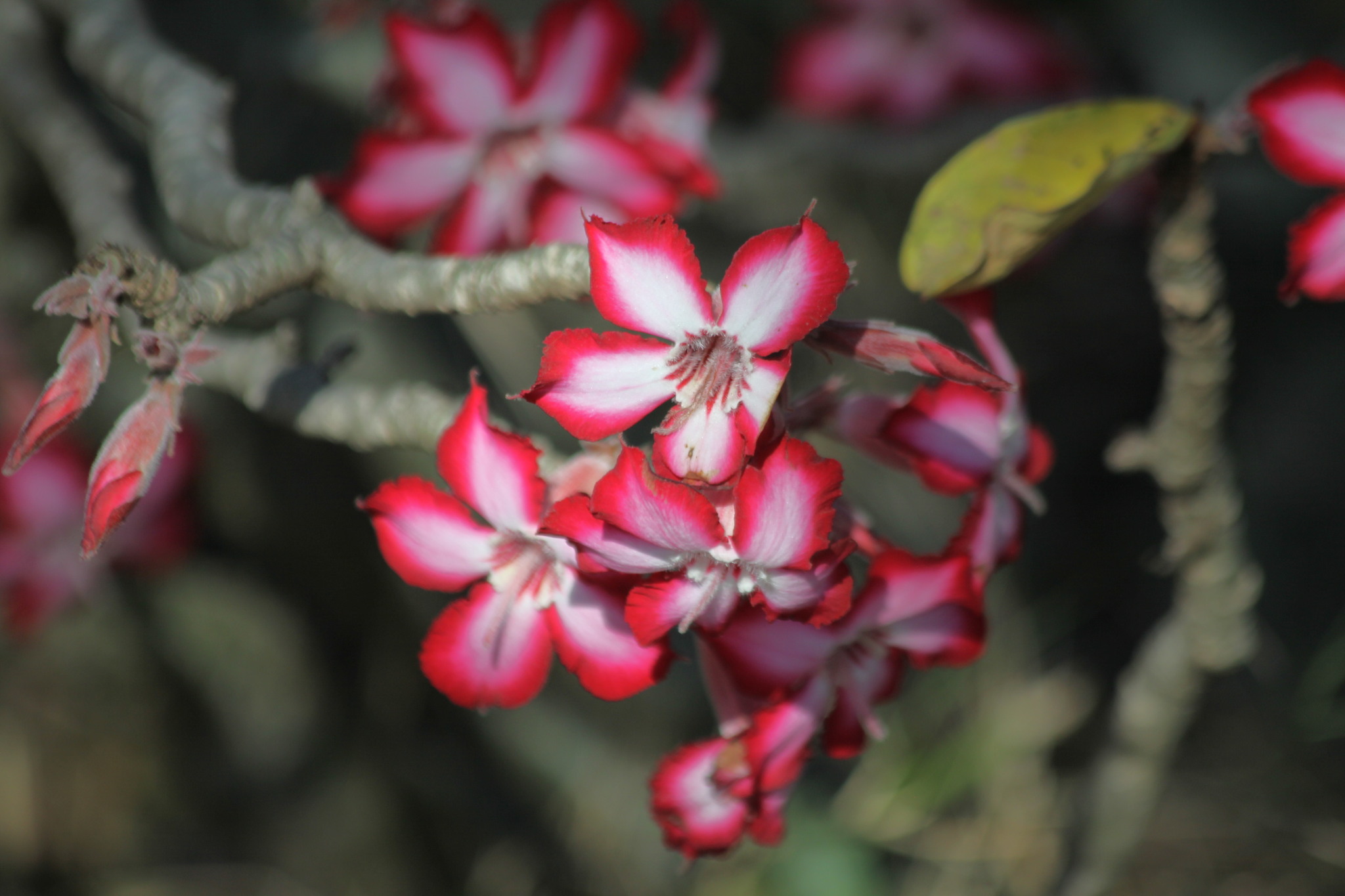 Imagem de Rosa-do-deserto