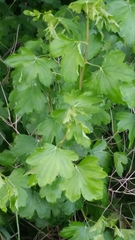 Ribes aureum
