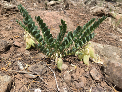 Astragalus oophorus