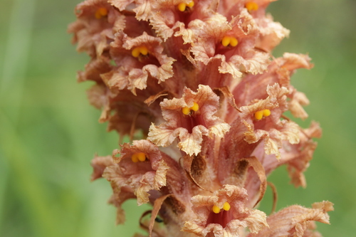 Image of Orobanche elatior by (c) Björn Sothmann, some rights reserved (CC BY-SA)