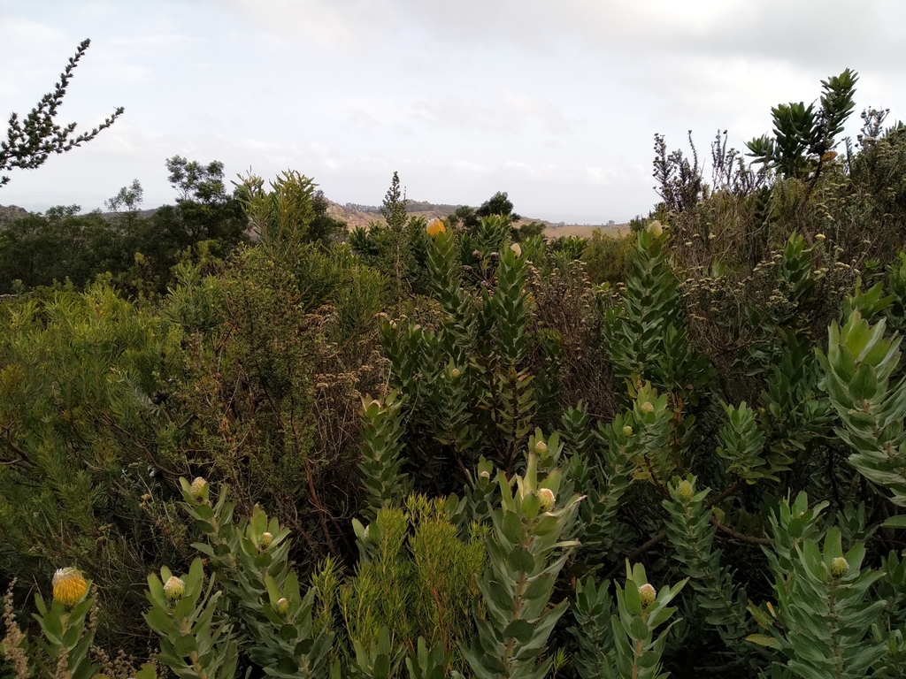 Leucospermum grandiflorum; photograph (c) De Waal Hugo, some rights reserved (CC BY)