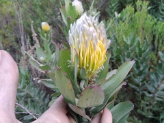 (c) De Waal Hugo, some rights reserved (CC BY) Leucospermum grandiflorum, photograph (c) De Waal Hugo, some rights reserved (CC BY)