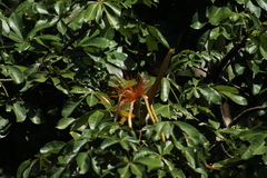 Pachira aquatica