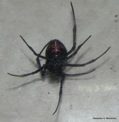 Latrodectus curacaviensis