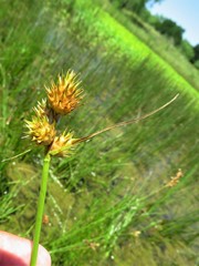 Carex tetrastachya