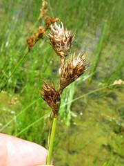 Carex tetrastachya