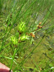 Carex tetrastachya