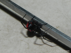 Latrodectus curacaviensis