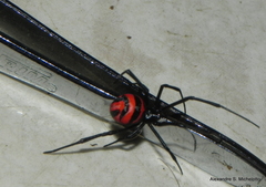 Latrodectus curacaviensis