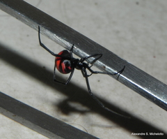 Latrodectus curacaviensis