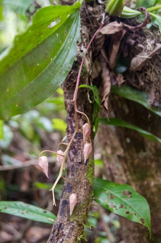 Gongora unicolor, photograph 1