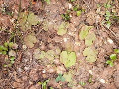 Ozomelis stauropetala