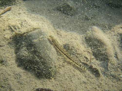 Japanese striped loach (Cobitis biwae) — Cobitidae