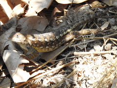 Sceloporus albiventris