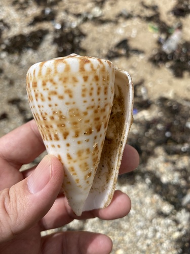 Conus pulcher observed 2024-06-17