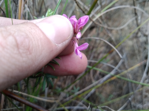 Image of Indigofera equimontana by (c) De Waal Hugo, some rights reserved (CC BY)