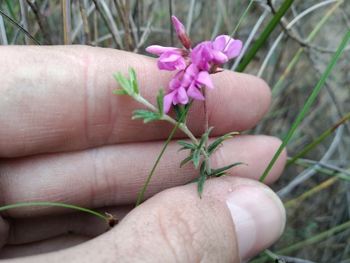 Image of Indigofera equimontana by (c) De Waal Hugo, some rights reserved (CC BY)