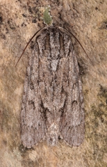 Acronicta longa