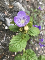 Phacelia grandiflora