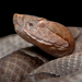 Eastern Copperhead - Photo (c) shreyes, some rights reserved (CC BY-NC)