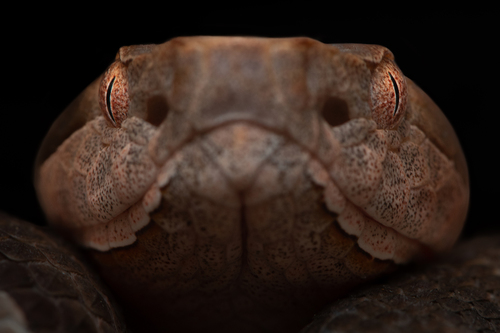 Copperhead (Agkistrodon contortrix)