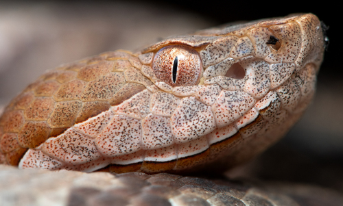 Eastern Copperhead, photo 4 of 10