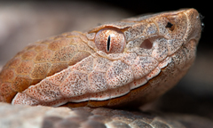 Copperhead photo 1
