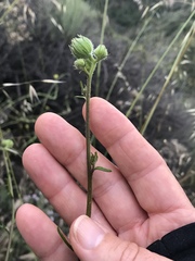 Chaenactis artemisiifolia