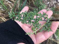 Chaenactis artemisiifolia