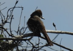 Myiarchus cinerascens