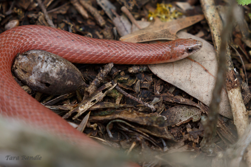 Smooth Earthsnake