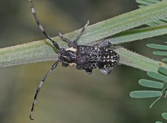 Ancita antennata