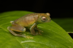 Grainy Cochran Frog photo 3