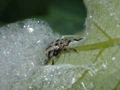 Lepyronia coleoptrata