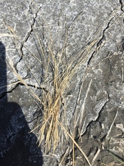Muhlenbergia richardsonis