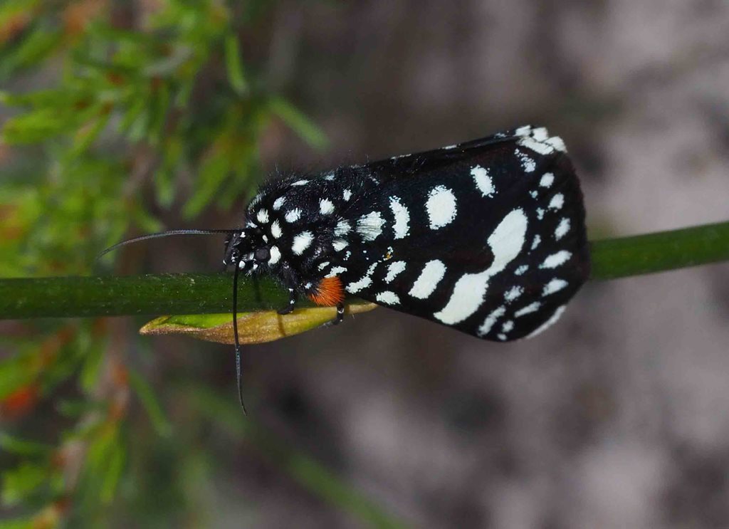 Idalima polysticta