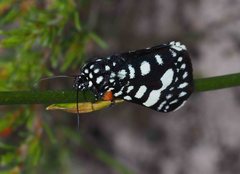Periscepta polysticta