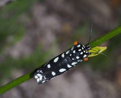 Periscepta polysticta